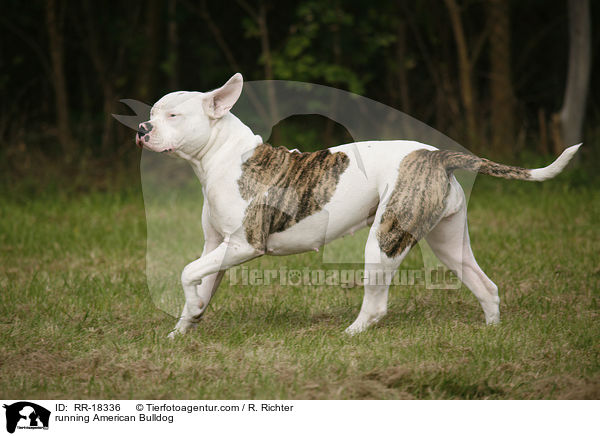 rennende Amerikanische Bulldogge / running American Bulldog / RR-18336