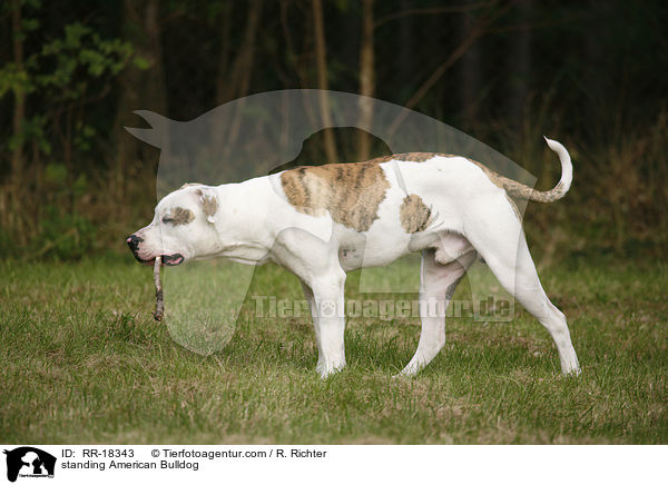 stehender Amerikanische Bulldogge / standing American Bulldog / RR-18343