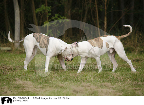 playing Dogs / RR-18344