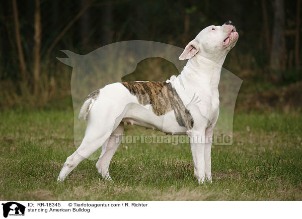 standing American Bulldog / RR-18345