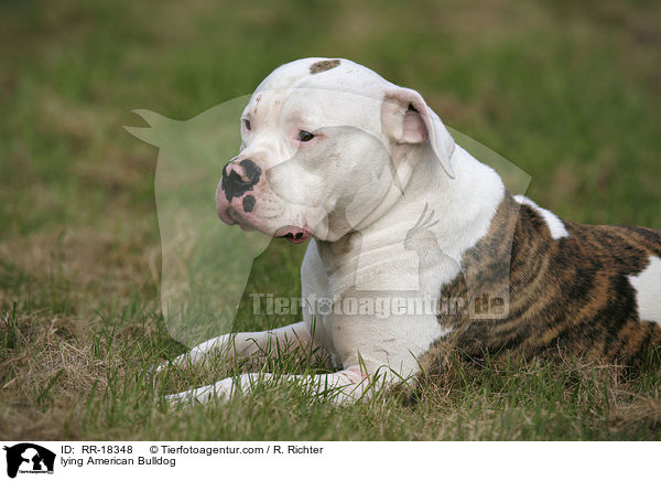 lying American Bulldog / RR-18348
