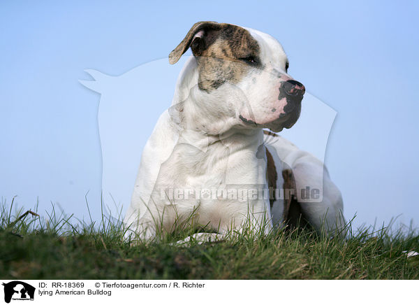 lying American Bulldog / RR-18369