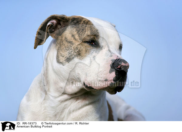 American Bulldog Portrait / American Bulldog Portrait / RR-18373