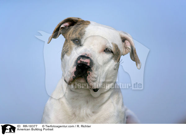 American Bulldog Portrait / RR-18377