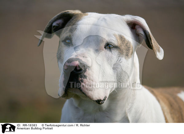 American Bulldog Portrait / RR-18383