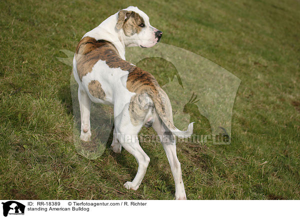 stehende Amerikanische Bulldogge / standing American Bulldog / RR-18389