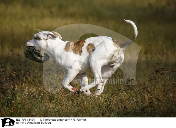 running American Bulldog / RR-18401