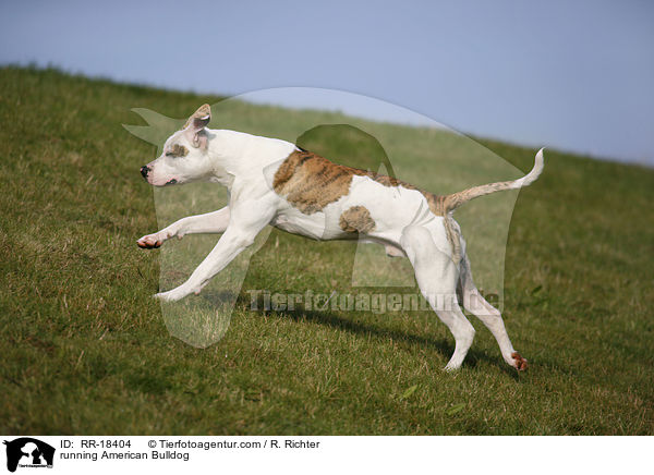 running American Bulldog / RR-18404