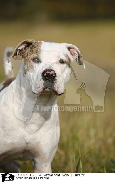 American Bulldog Portrait / American Bulldog Portrait / RR-18417