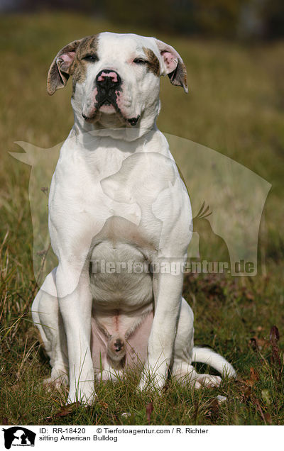 sitting American Bulldog / RR-18420