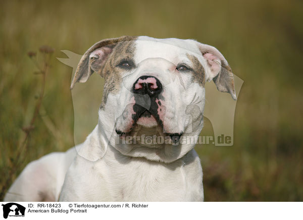 American Bulldog Portrait / American Bulldog Portrait / RR-18423