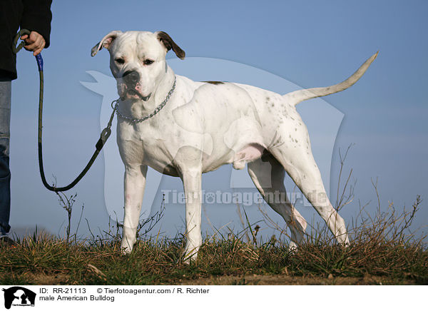 American Bulldog Rde / male American Bulldog / RR-21113