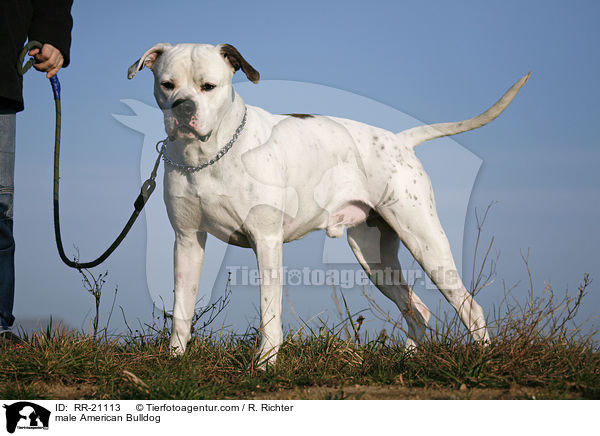 male American Bulldog / RR-21113