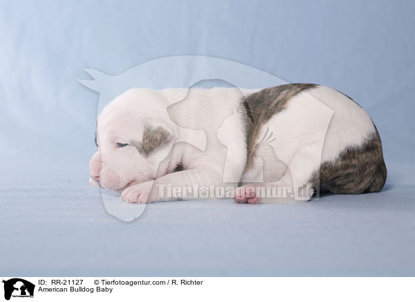 American Bulldog Baby / American Bulldog Baby / RR-21127