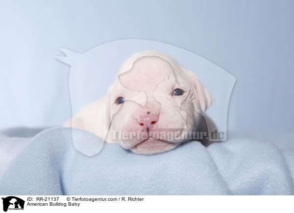 American Bulldog Baby / American Bulldog Baby / RR-21137