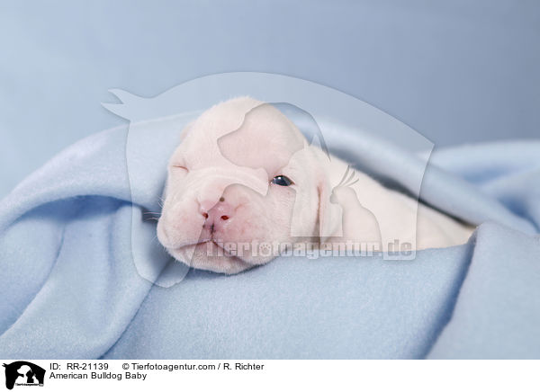 American Bulldog Baby / American Bulldog Baby / RR-21139