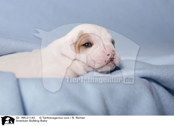 American Bulldog Baby / American Bulldog Baby / RR-21140