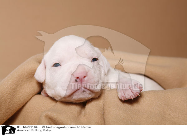 American Bulldog Baby / American Bulldog Baby / RR-21164