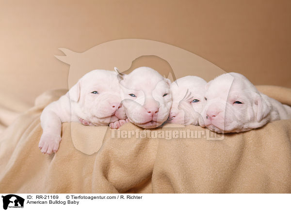 American Bulldog Baby / American Bulldog Baby / RR-21169