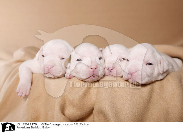 American Bulldog Baby / American Bulldog Baby / RR-21170