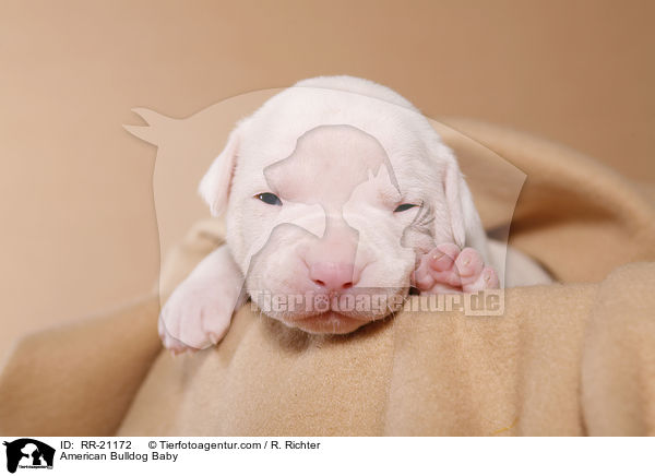 American Bulldog Baby / American Bulldog Baby / RR-21172