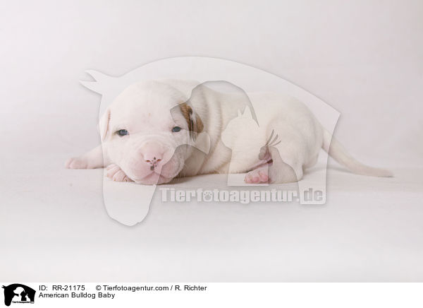 American Bulldog Baby / American Bulldog Baby / RR-21175