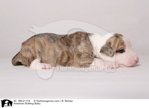 American Bulldog Baby / American Bulldog Baby / RR-21179