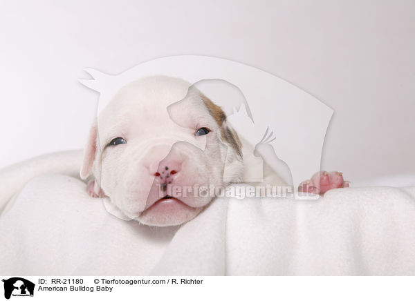 American Bulldog Baby / American Bulldog Baby / RR-21180