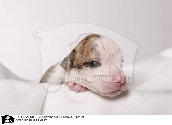 American Bulldog Baby / American Bulldog Baby / RR-21185