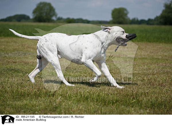 American Bulldog R�de / male American Bulldog / RR-21195