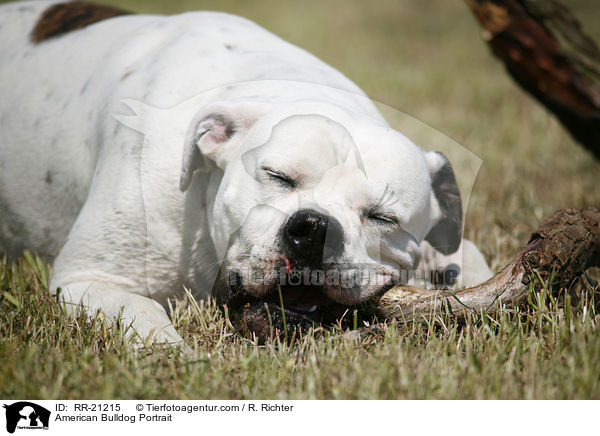 American Bulldog Portrait / American Bulldog Portrait / RR-21215