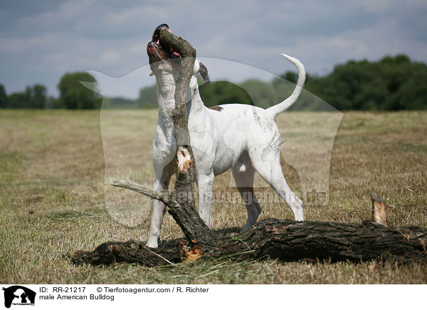 American Bulldog Rde / male American Bulldog / RR-21217