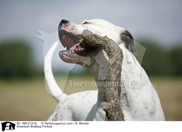 American Bulldog Portrait / American Bulldog Portrait / RR-21219