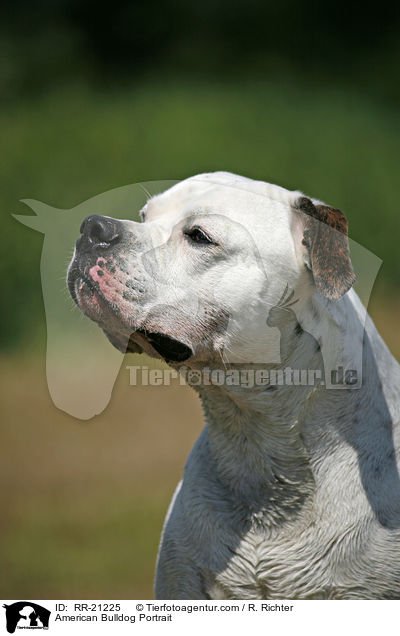 American Bulldog Portrait / American Bulldog Portrait / RR-21225