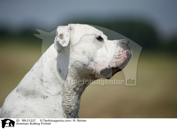 American Bulldog Portrait / American Bulldog Portrait / RR-21227