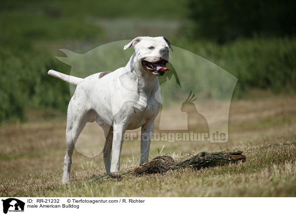 American Bulldog Rde / male American Bulldog / RR-21232