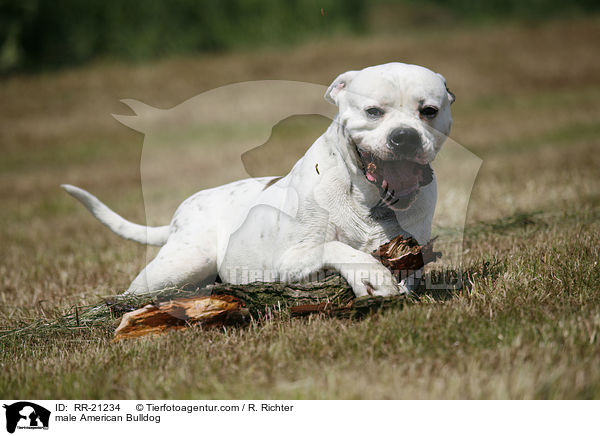 American Bulldog Rde / male American Bulldog / RR-21234