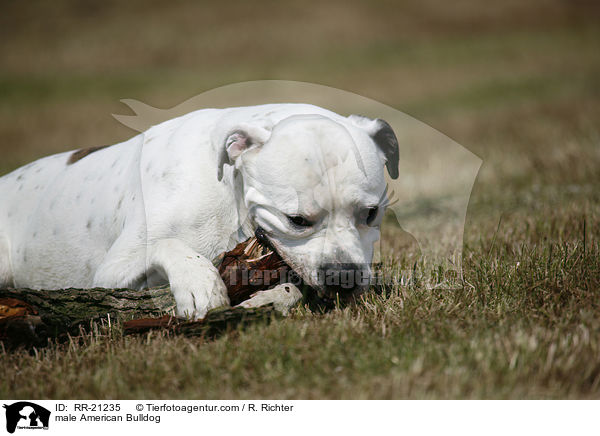 American Bulldog Rde / male American Bulldog / RR-21235