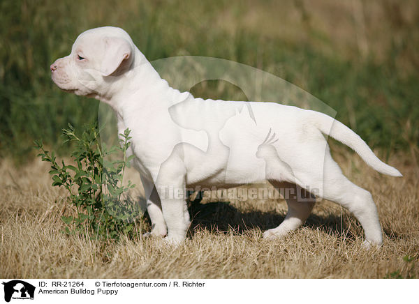 American Bulldog Puppy / RR-21264