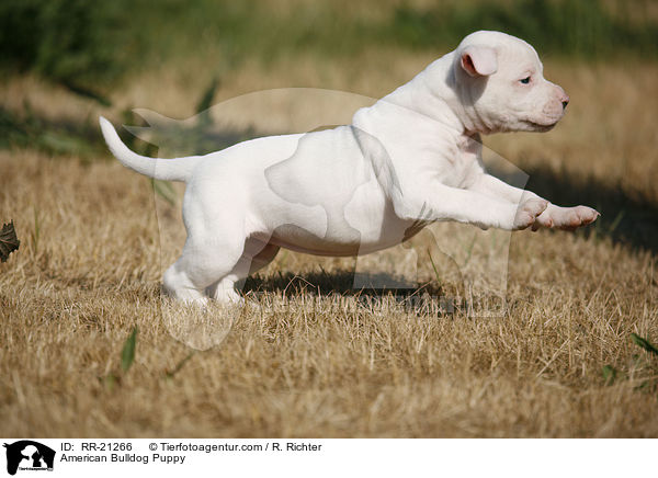 American Bulldog Welpe / American Bulldog Puppy / RR-21266