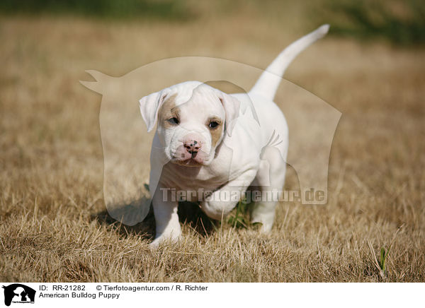 American Bulldog Welpe / American Bulldog Puppy / RR-21282