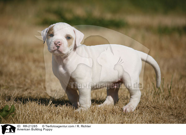 American Bulldog Puppy / RR-21285