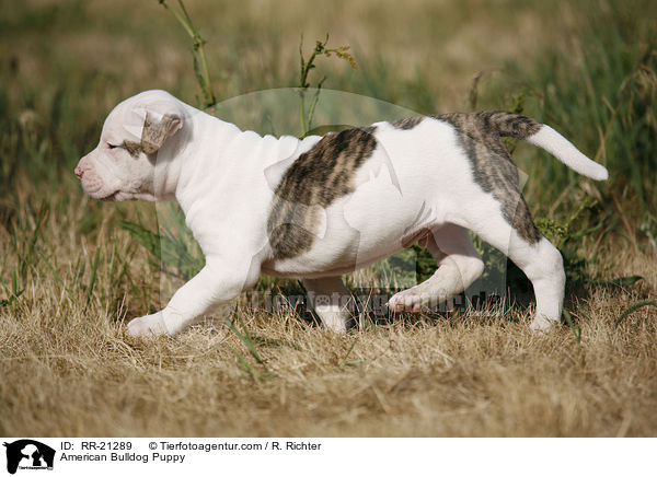 American Bulldog Welpe / American Bulldog Puppy / RR-21289