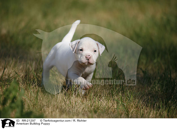 American Bulldog Welpe / American Bulldog Puppy / RR-21297