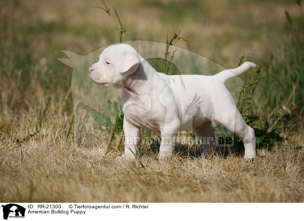 American Bulldog Welpe / American Bulldog Puppy / RR-21300