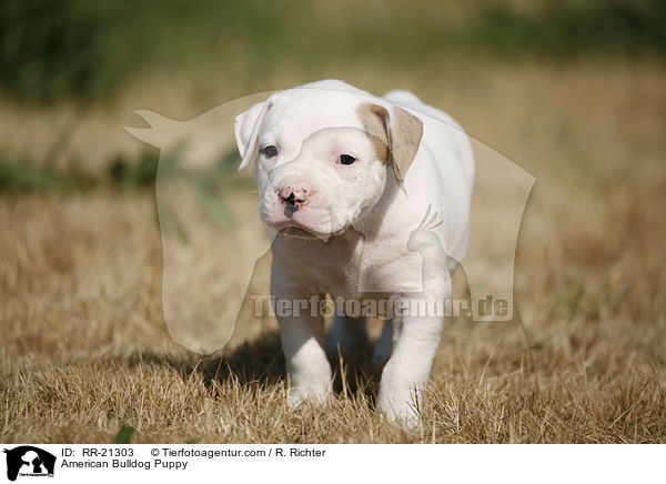 American Bulldog Welpe / American Bulldog Puppy / RR-21303