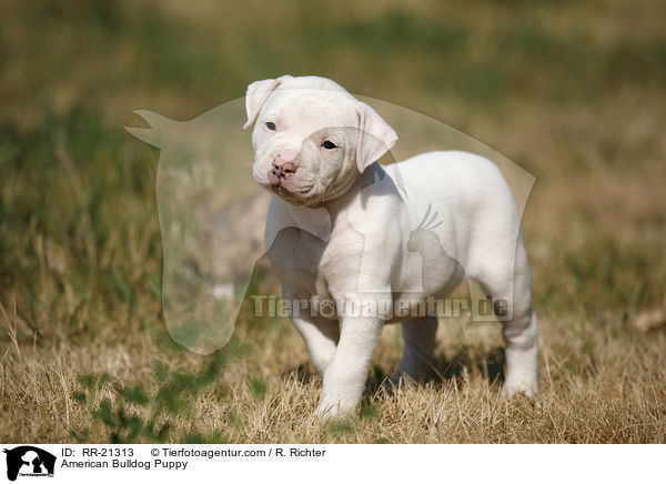 American Bulldog Welpe / American Bulldog Puppy / RR-21313