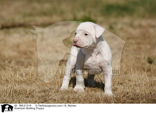 American Bulldog Welpe / American Bulldog Puppy / RR-21314