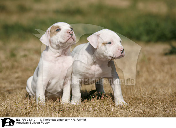 American Bulldog Welpe / American Bulldog Puppy / RR-21319