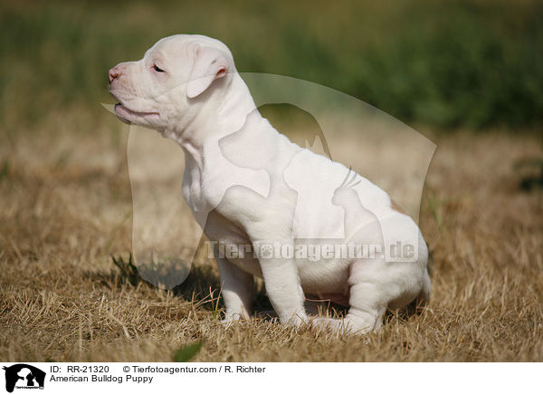 American Bulldog Welpe / American Bulldog Puppy / RR-21320
